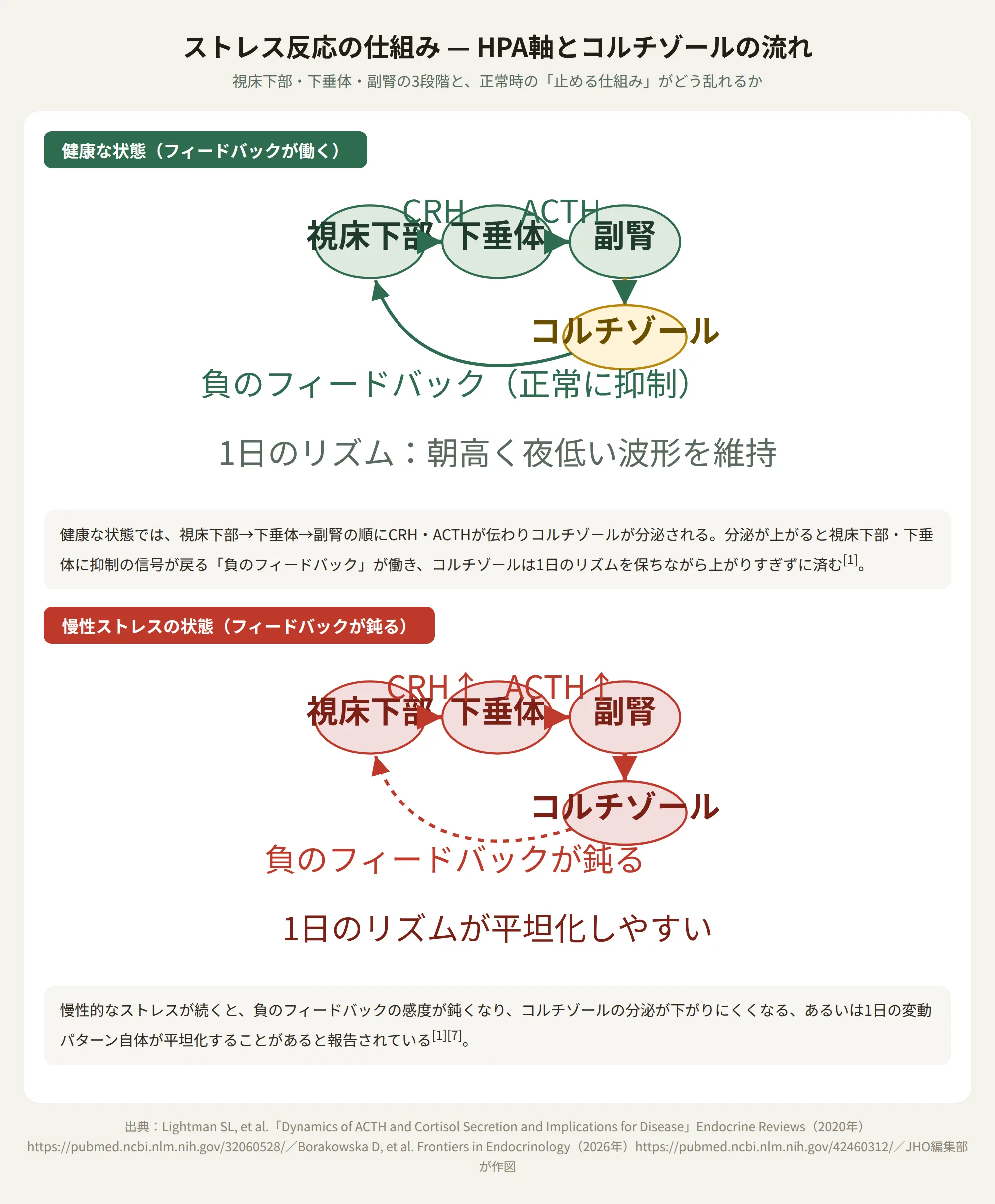 ストレス反応の仕組み—HPA軸とコルチゾールの流れ、健康な状態と慢性ストレス状態の比較